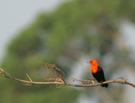 Scarlet-headed Blackbird